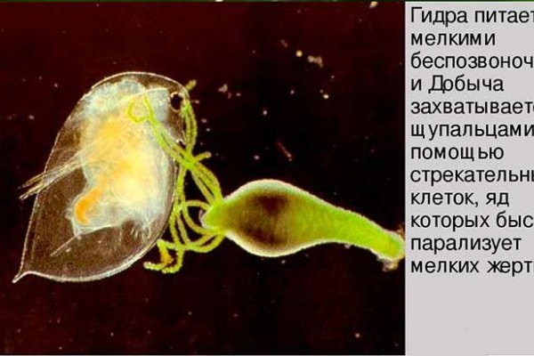 Ссылки на кракен мегу