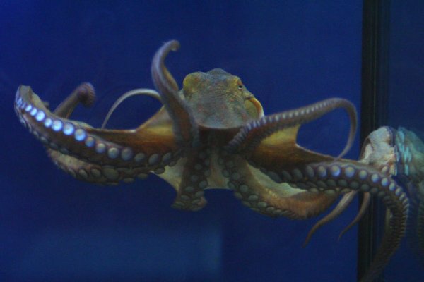 Kraken onion вход