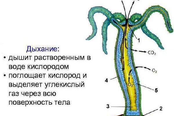 Кракен тор gigageek ru