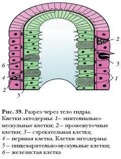 Кракен тор store
