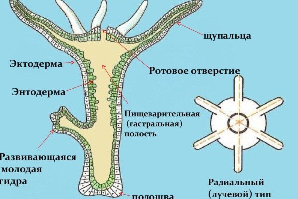 Кракен как зайти через тор браузер
